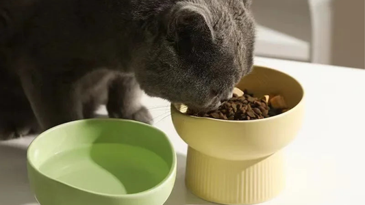 11 Simple Ways to Boost Your Pet's Health at Home