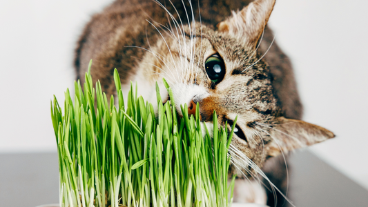 🌿 Why My Pets Eat Grass and What I've Learned About Making It Safe for Them