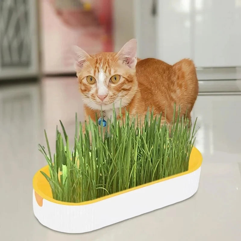 Hydroponic Cat Grass Kit – Soilless Planting Pot for Easy Growth