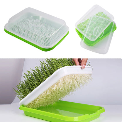 Soilless Seed Cultivation Germination Tray (No Seeds Included)