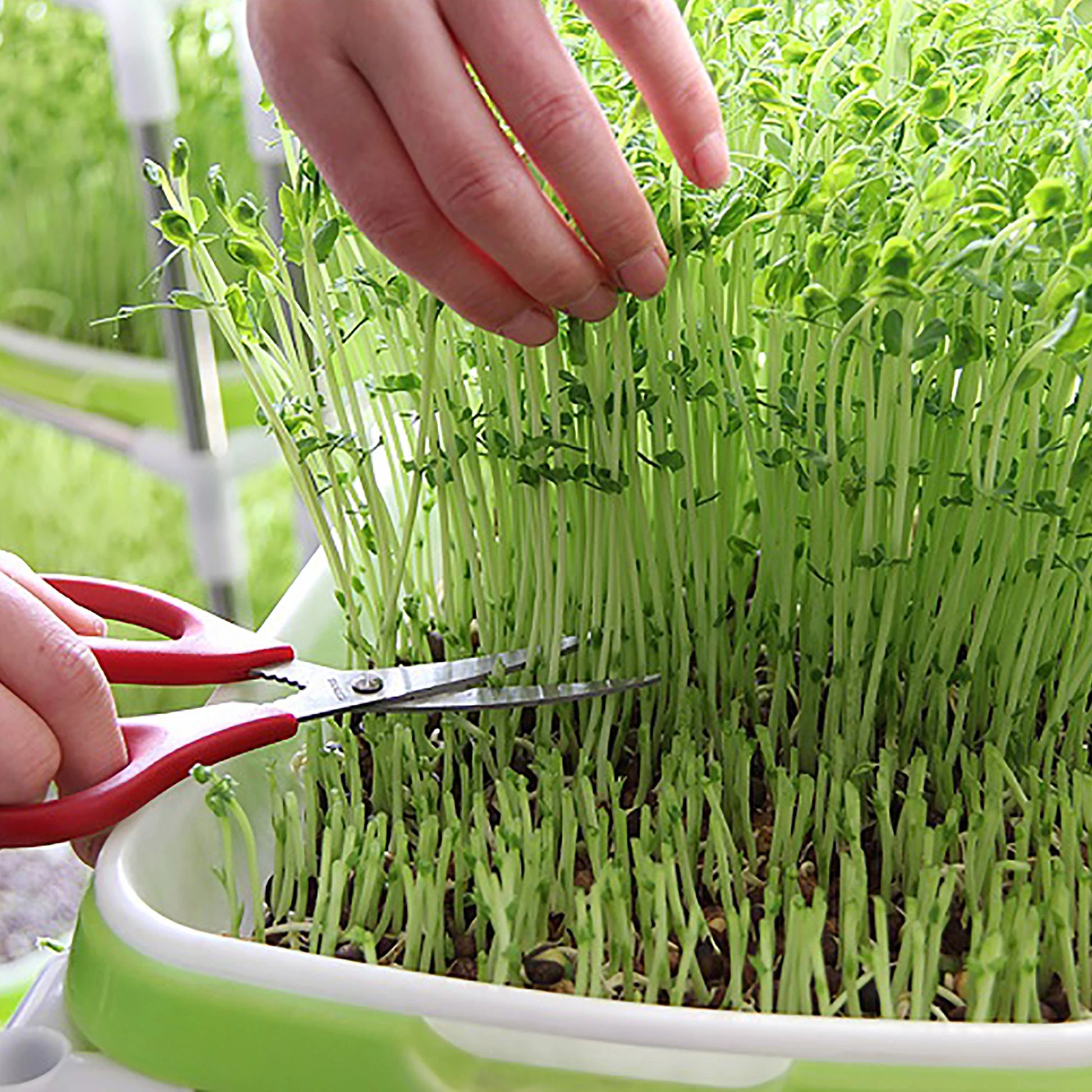 Soilless Seed Cultivation Germination Tray (No Seeds Included)