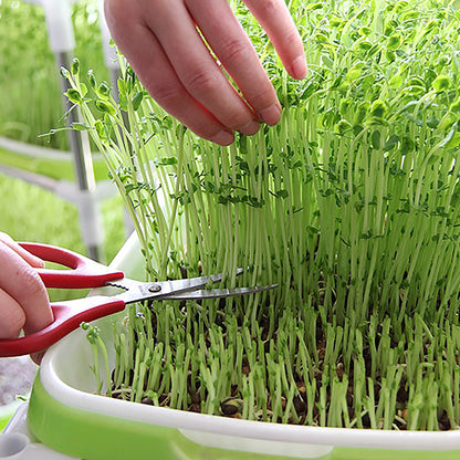 Soilless Seed Cultivation Germination Tray (No Seeds Included)