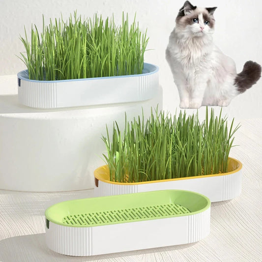 Hydroponic Cat Grass Kit – Soilless Planting Pot for Easy Growth